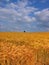 Farmland with cereal crops