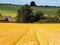 Farmland with cereal crops