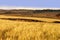 Farmland with cereal crops