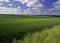 Farmland with cereal crops