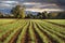 Farmland cultivation background and sunset. Empty copy space