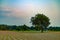 Farmland day scene, with a central tree