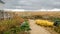 Farmland with Fencing and Yellow Plants