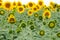 Farmland field of beautiful sunflowers