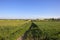 Farmland footpath in springtime