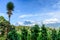 Farmland, forest & volanoes in Guatemalan highlands