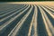 Farmland. Furrows on agricultural land