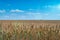 Farmland. Golden wheat field under blue sky