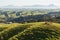 Farmland with horses in New Zealand