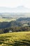 Farmland with horses in New Zealand