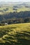 Farmland with horses in New Zealand