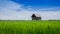 Farmland and hut of people in countryside