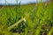 Farmland and industries background. Sprouts of wheat at crops