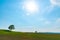 Farmland, Isolated Trees on hill with blue sky background in sunny day