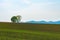 Farmland, Isolated Trees on hill with blue sky background in sunny day