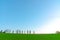 Farmland, Isolated Trees on hill with blue sky background in sunny day