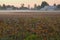 Farmland Morning Mist, Richmond, BC