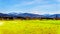 Farmland near the Matsqui dyke at the towns of Abbotsford and Mission in British Columbia, Canada