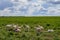 Farmland new zealand mammal summer livestock farming cattle rural goats lamb sky countryside flock grazing herd meadow green sheep