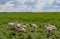 Farmland new zealand mammal summer livestock farming cattle rural goats lamb sky countryside flock grazing herd meadow green sheep