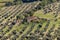 Farmland and olive groves around Montemassi in the province of Grosseto