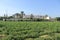 Farmland outside of Jericho, Palestine