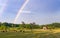 Farmland Rainbow