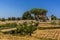 Farmland with Umbrella trees near Ostuni, Puglia, Italy