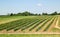 Farmland With Vegetable Plants