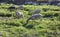 Farmland View of Sheep Grazing in a Green Field