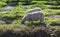 Farmland View of Sheep Grazing in a Green Field