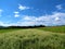 Farmland with white flowering buckwheat