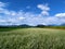 Farmland with white flowering buckwheat