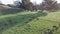 Farmlands with cattle grazing in New Zealand