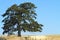 Farmlands, Goldendale, WA