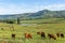 Farmlands Mountains Cattle Animals Summer