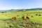 Farmlands Mountains Cattle Animals Summer