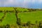 Farms with cows and horses in Burren way trail with Galway bay