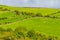 Farms with cows and horses in Burren way trail with Galway bay