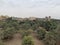 farms at Egyptian countryside