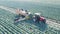 Farmworkers are loading cabbage into the harvesting tractor