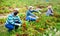 Farmworkers in protective masks checking diseased tomatoes on field