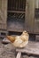 Farmyard Chicken