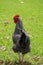 Farmyard chicken, photographed at Babylonstoren Farm, Franschhoek, South Africa