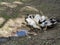 Farmyard ducklings, still growing feathers.