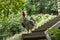 in a farmyard farm bird rooster stands controls