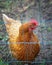 Farmyard hen behind wired fence