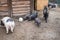A farmyard, a pig, a rabbit and a goat