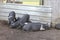 Farmyard pigs resting in yards