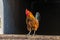 Farmyard rooster perched on a gate in an educational farm